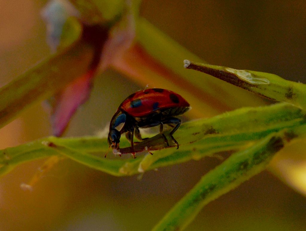 Coccinellidae: cfr. Ceratomegilla undecimnotata